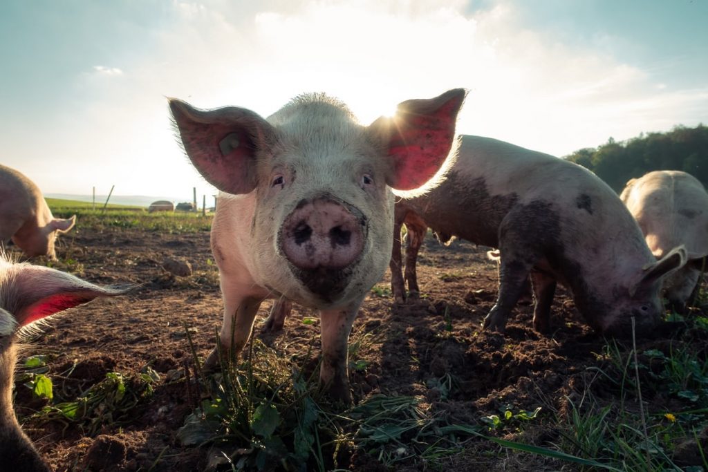 The Benefits, Myths and Downside of Keeping Pigs 7 The Benefits, Myths and Downside of Keeping Pigs