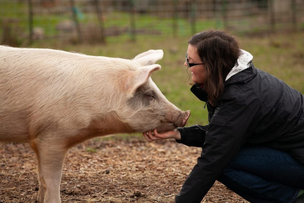 The Benefits, Myths and Downside of Keeping Pigs 11 The Benefits, Myths and Downside of Keeping Pigs