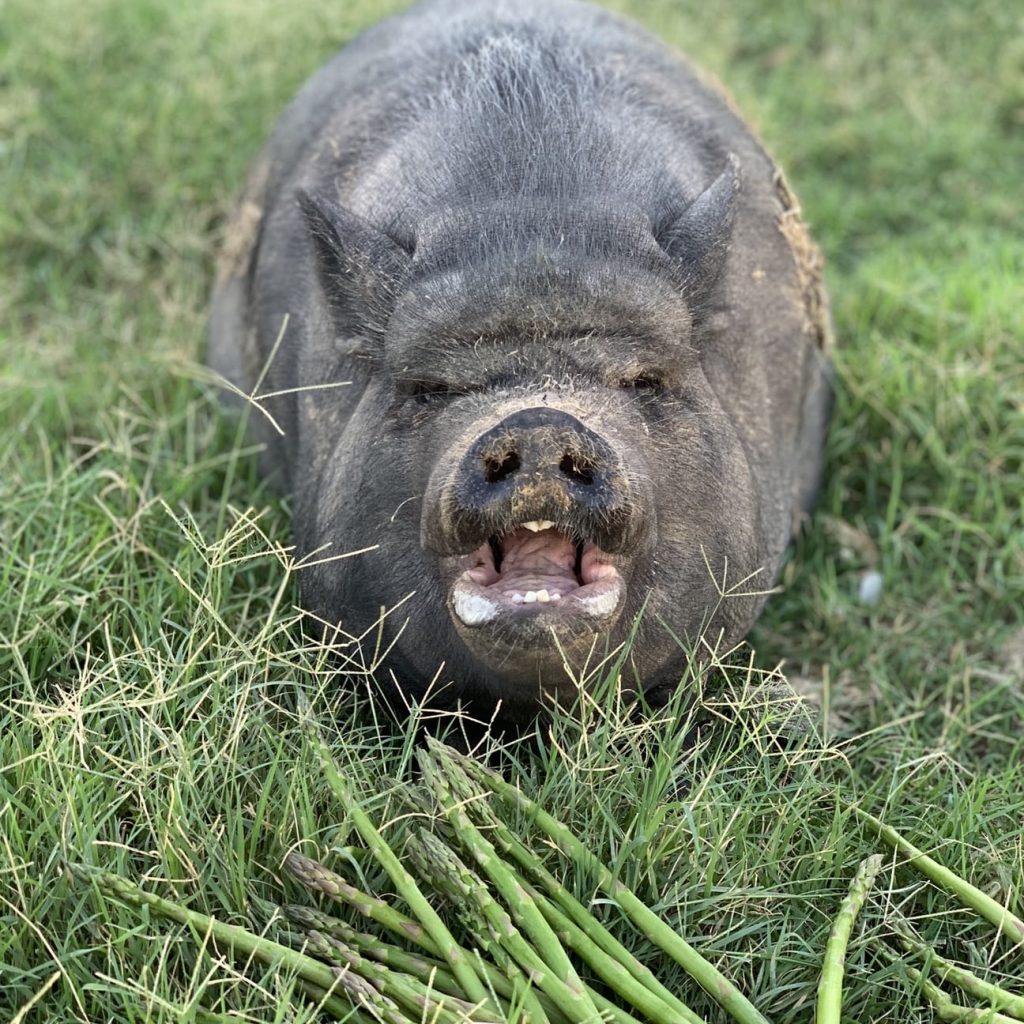 The Benefits, Myths and Downside of Keeping Pigs 10 The Benefits, Myths and Downside of Keeping Pigs