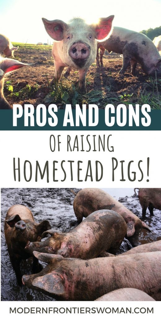 Pros and Cons of Raising Homestead Pigs Pros and Cons of Raising Homestead Pigs The Benefits, Myths and Downside of Keeping Pigs