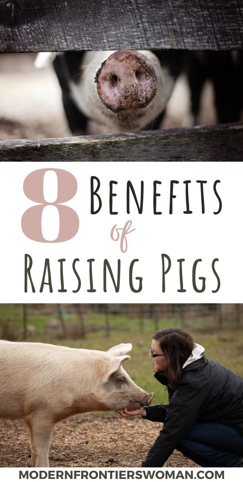 8 Benefits of Raising Pigs 8 Benefits of Raising Pigs The Benefits, Myths and Downside of Keeping Pigs