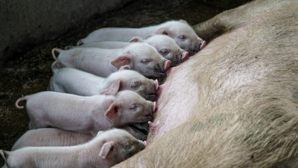 piglets with sow - pig farming terminology
