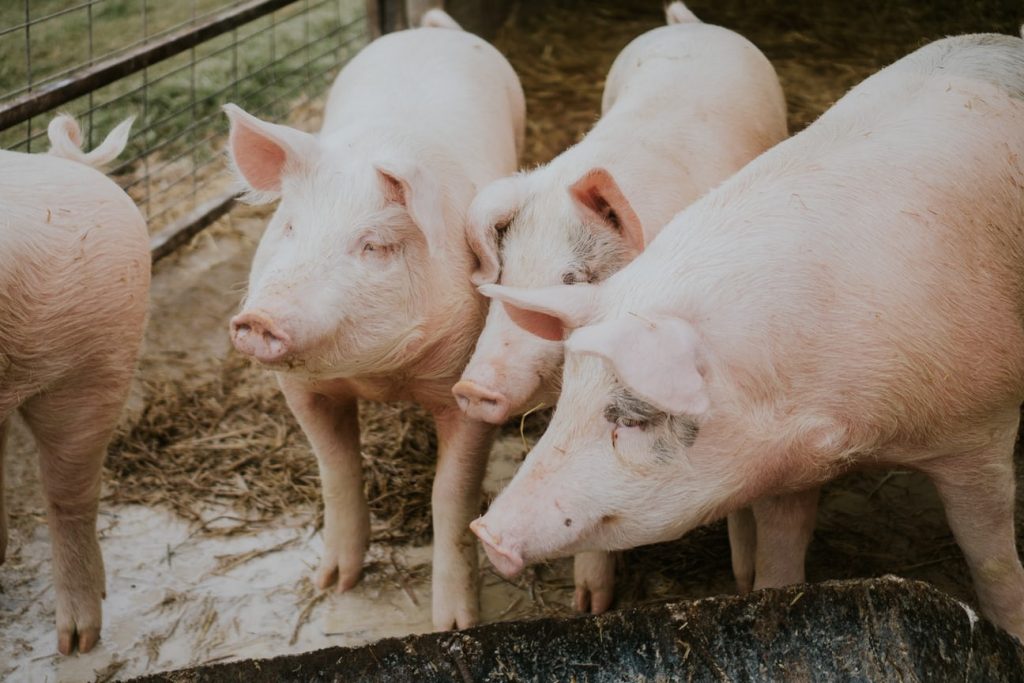 Feeder Pig Farming Terminology