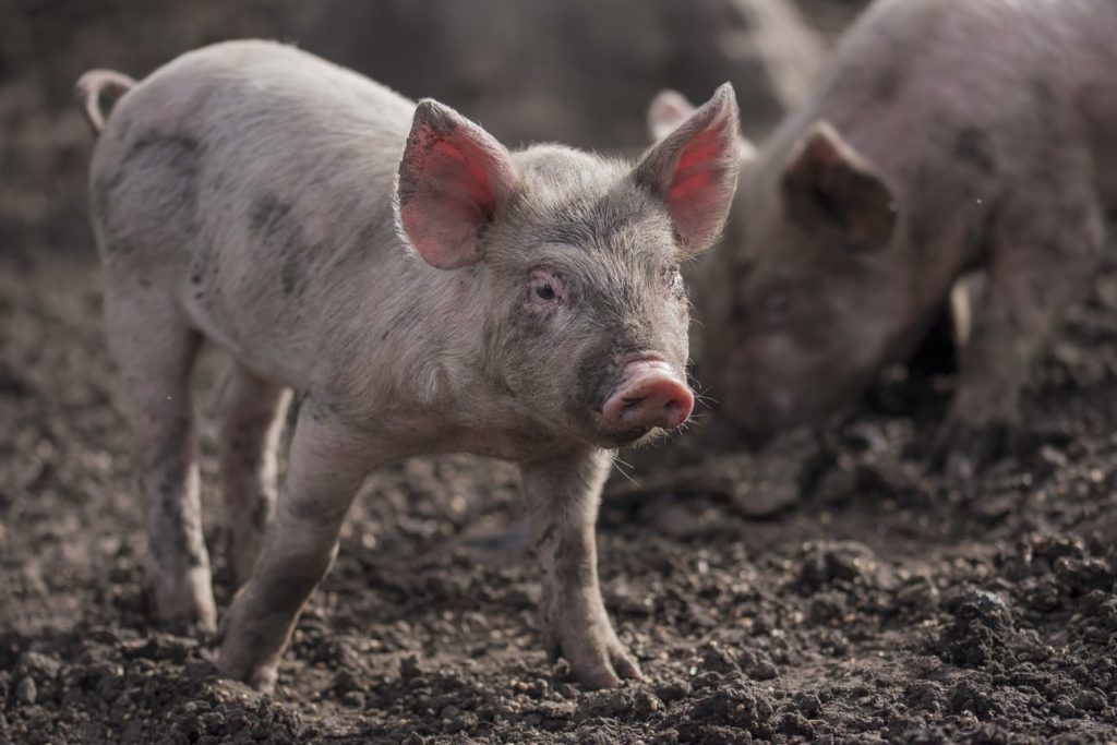 Choosing the Right Pig Breed for your Homestead