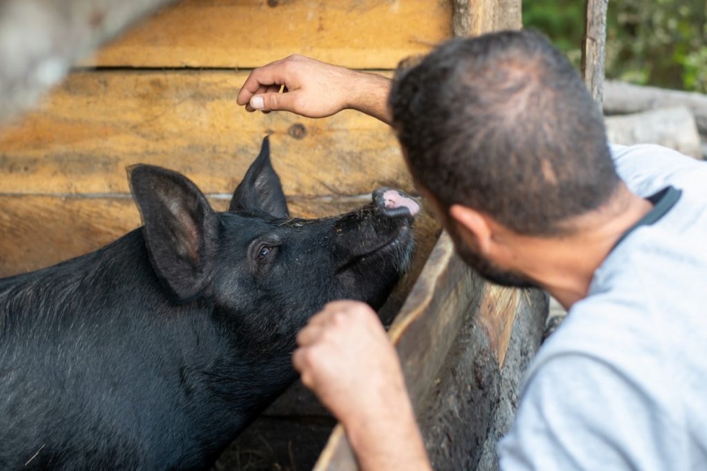 Choosing the Right Pig Breed for your Homestead