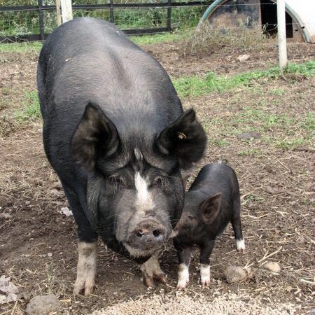 Berkshire Sow and Piglet Choosing the Right Pig Breed for your Homestead