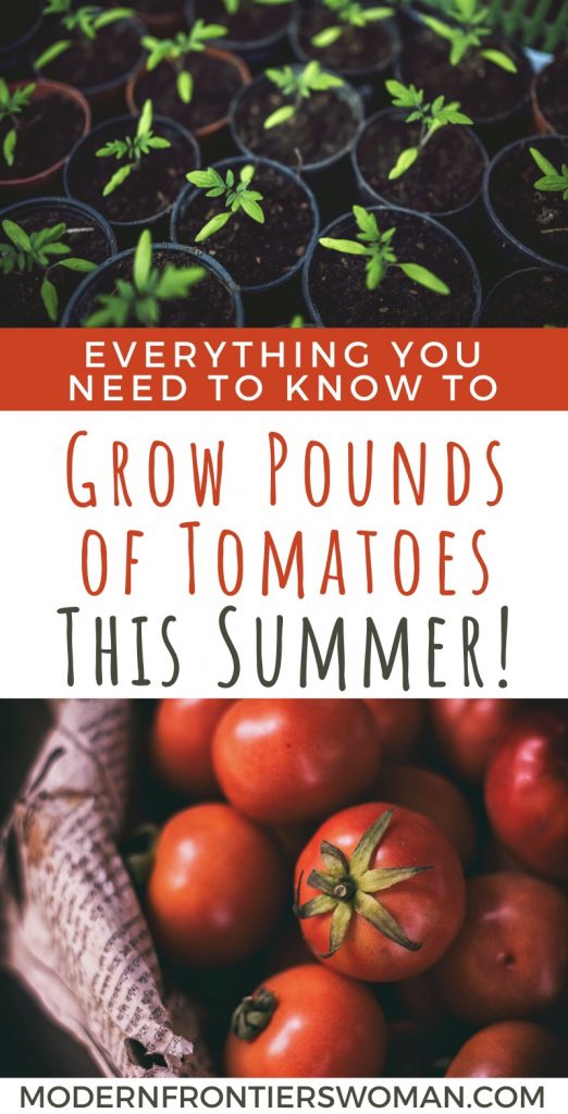How to Grow Tomatoes 27 img 2191 How to Grow Tomatoes