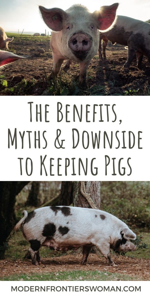 The Benefits, Myths and Downside of Keeping Pigs 14 the benefits, myths, and downside to keeping pigs The Benefits, Myths and Downside of Keeping Pigs