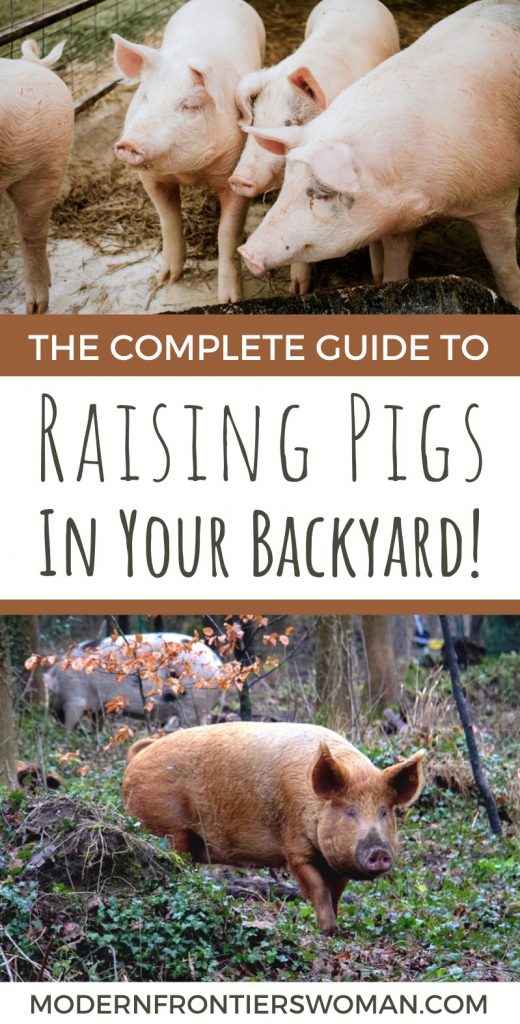 img 2206 The Complete Guide to Raising Pigs in your Backyard