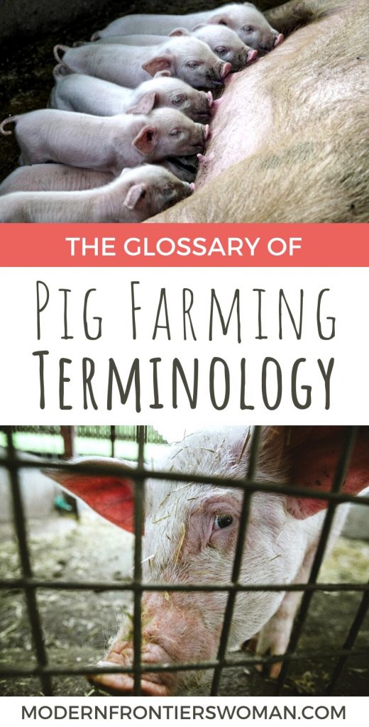 The Glossary of Pig Farming Terminology