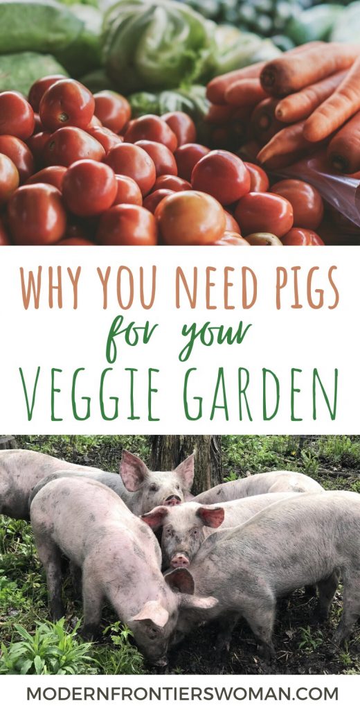 The Benefits, Myths and Downside of Keeping Pigs 13 Why you need pigs in your veggie garden The Benefits, Myths and Downside of Keeping Pigs