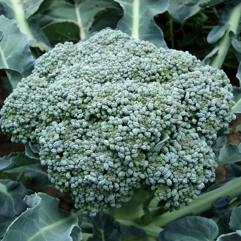 Broccoli