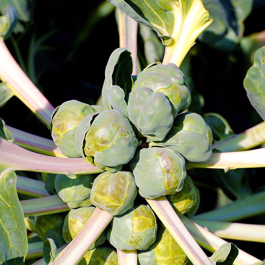 Brussel Sprouts