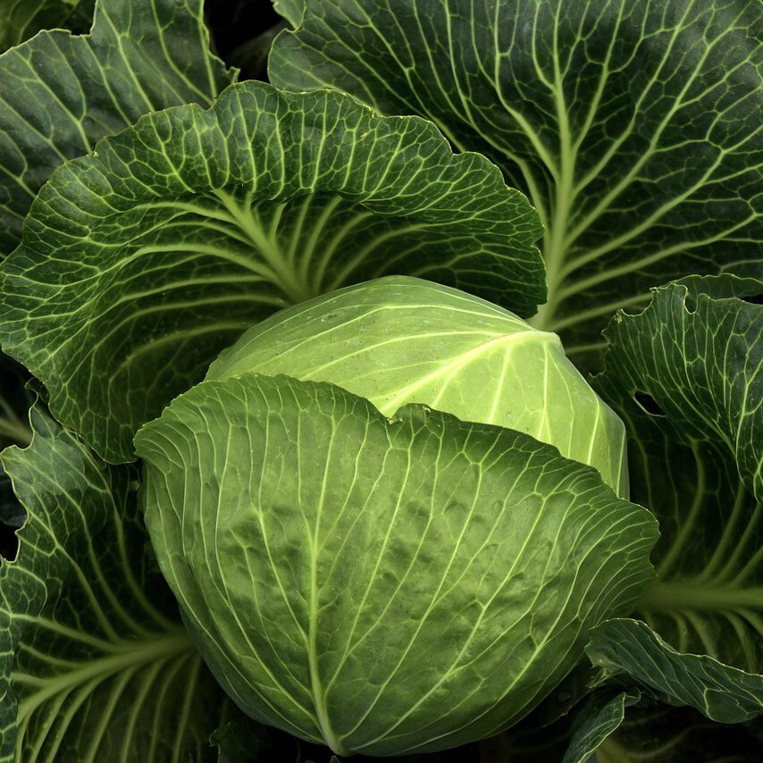 Cabbage