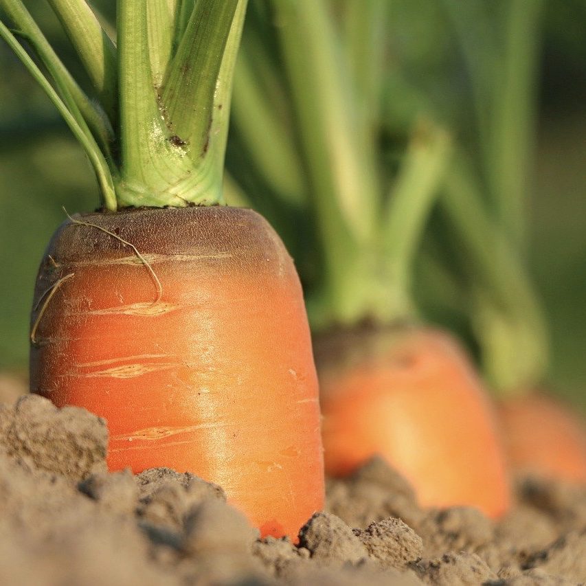 Carrots