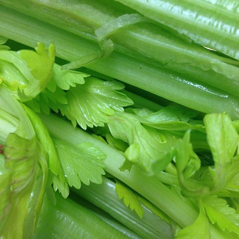 Celery
