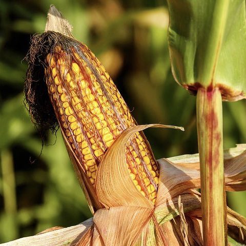 Corn