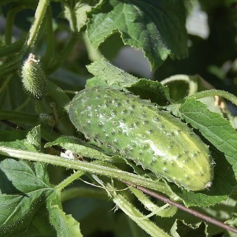 Cucumber