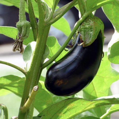 Eggplant