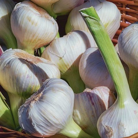 Garlic
