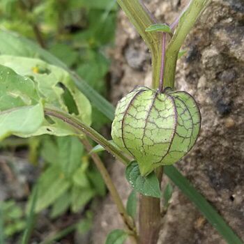 img 2320 1 Plant Friend or Foe: Companion Planting in the Vegetable Garden