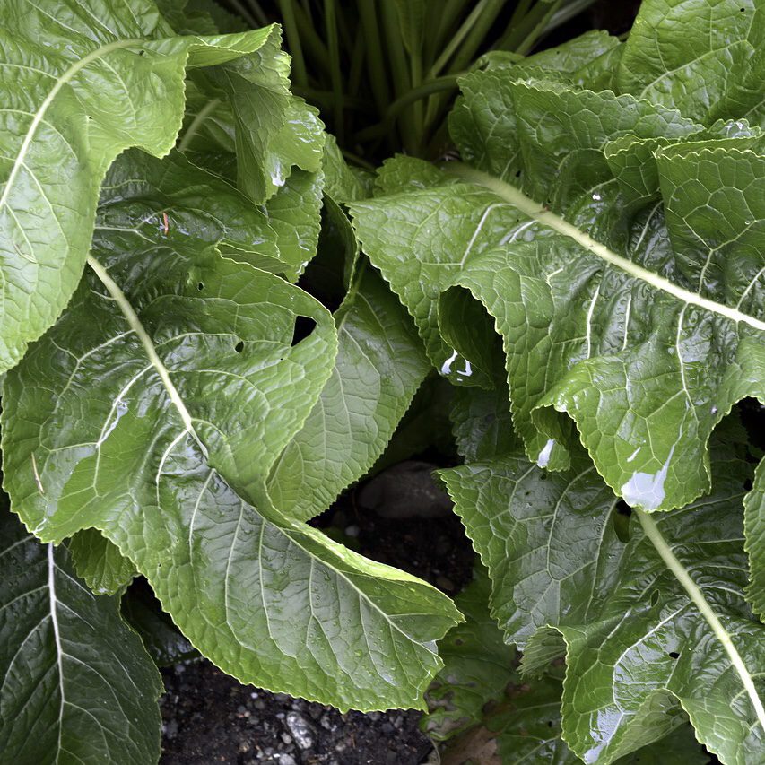 img 2321 1 Plant Friend or Foe: Companion Planting in the Vegetable Garden