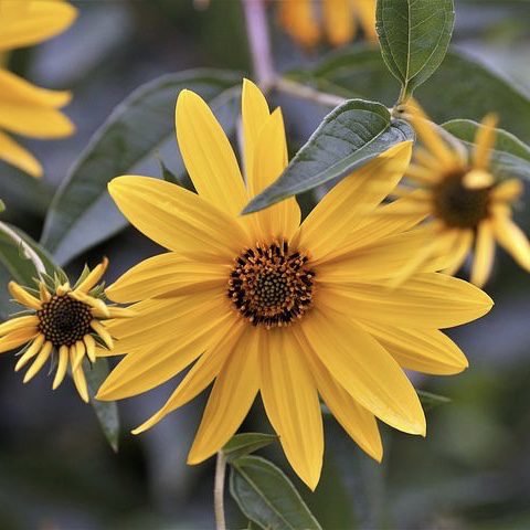 img 2322 Plant Friend or Foe: Companion Planting in the Vegetable Garden