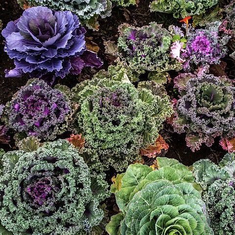 img 2326 Plant Friend or Foe: Companion Planting in the Vegetable Garden