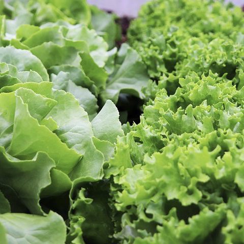 img 2329 Plant Friend or Foe: Companion Planting in the Vegetable Garden