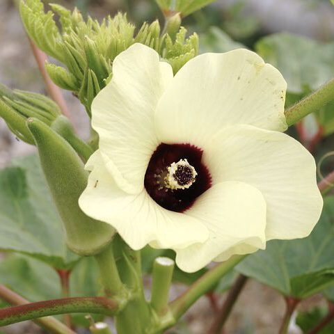 img 2331 Plant Friend or Foe: Companion Planting in the Vegetable Garden