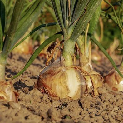 img 2332 Plant Friend or Foe: Companion Planting in the Vegetable Garden