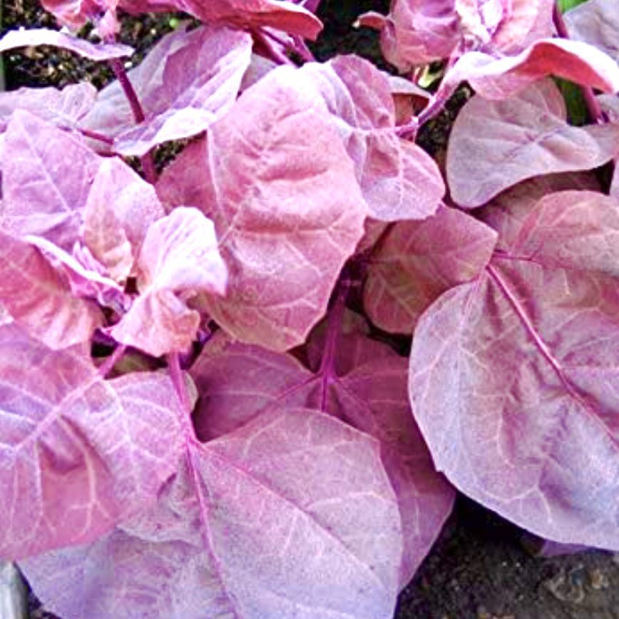 img 2333 Plant Friend or Foe: Companion Planting in the Vegetable Garden