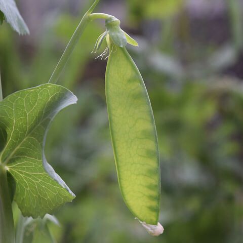 img 2336 Plant Friend or Foe: Companion Planting in the Vegetable Garden