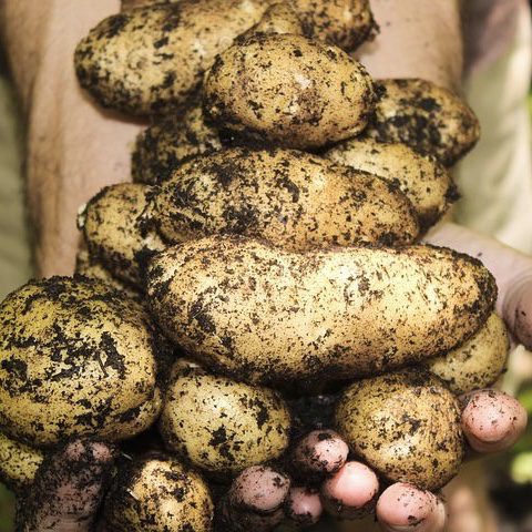 img 2339 Plant Friend or Foe: Companion Planting in the Vegetable Garden