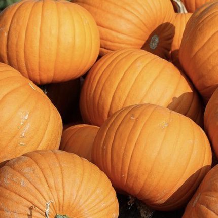 img 2343 Plant Friend or Foe: Companion Planting in the Vegetable Garden