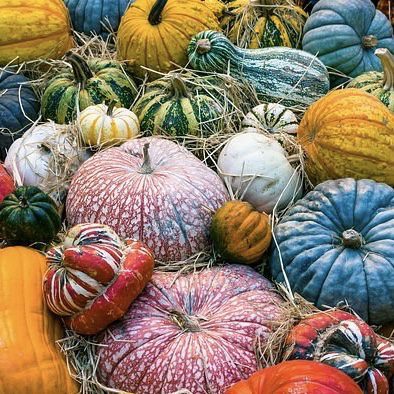 img 2344 Plant Friend or Foe: Companion Planting in the Vegetable Garden