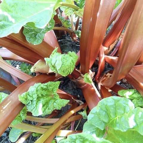 img 2346 Plant Friend or Foe: Companion Planting in the Vegetable Garden