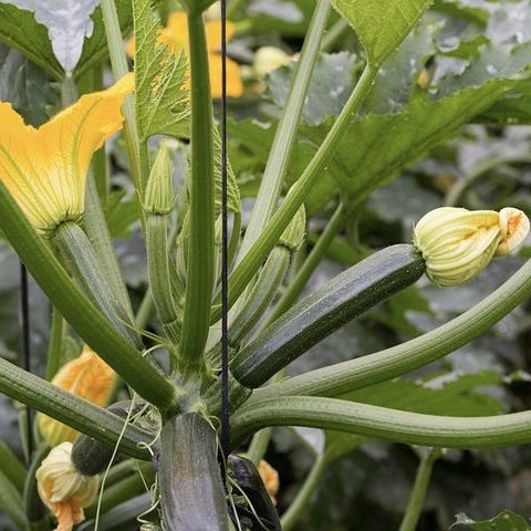 img 2350 Plant Friend or Foe: Companion Planting in the Vegetable Garden