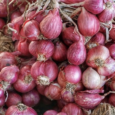 img 2355 Plant Friend or Foe: Companion Planting in the Vegetable Garden