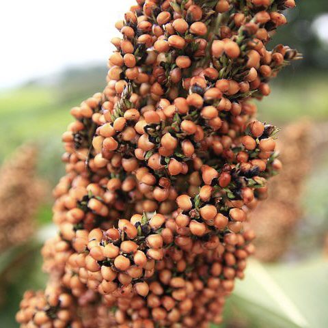 img 2356 Plant Friend or Foe: Companion Planting in the Vegetable Garden