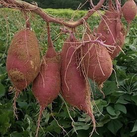 img 2359 Plant Friend or Foe: Companion Planting in the Vegetable Garden