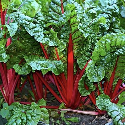 img 2360 Plant Friend or Foe: Companion Planting in the Vegetable Garden