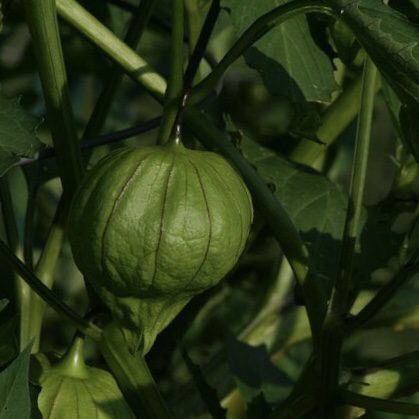 img 2361 Plant Friend or Foe: Companion Planting in the Vegetable Garden