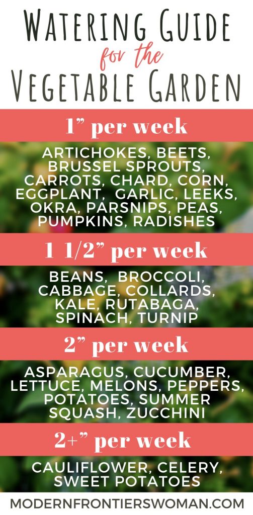 Companion Planting: Cracking the Code 11 img 2554 Companion Planting: Cracking the Code