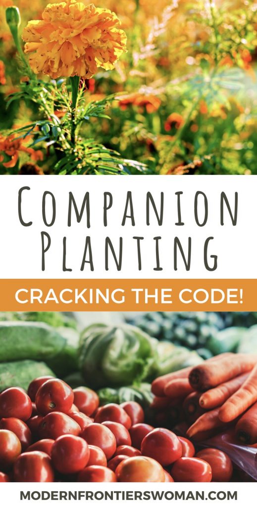 Companion Planting: Cracking the Code 15 img 2597 Companion Planting: Cracking the Code