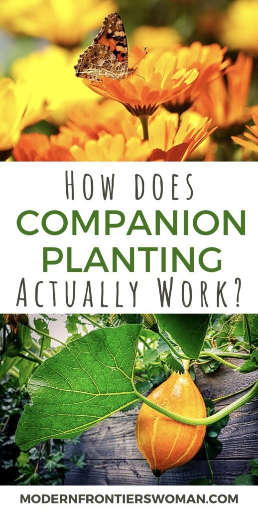 Companion Planting: Cracking the Code 14 img 2616 Companion Planting: Cracking the Code