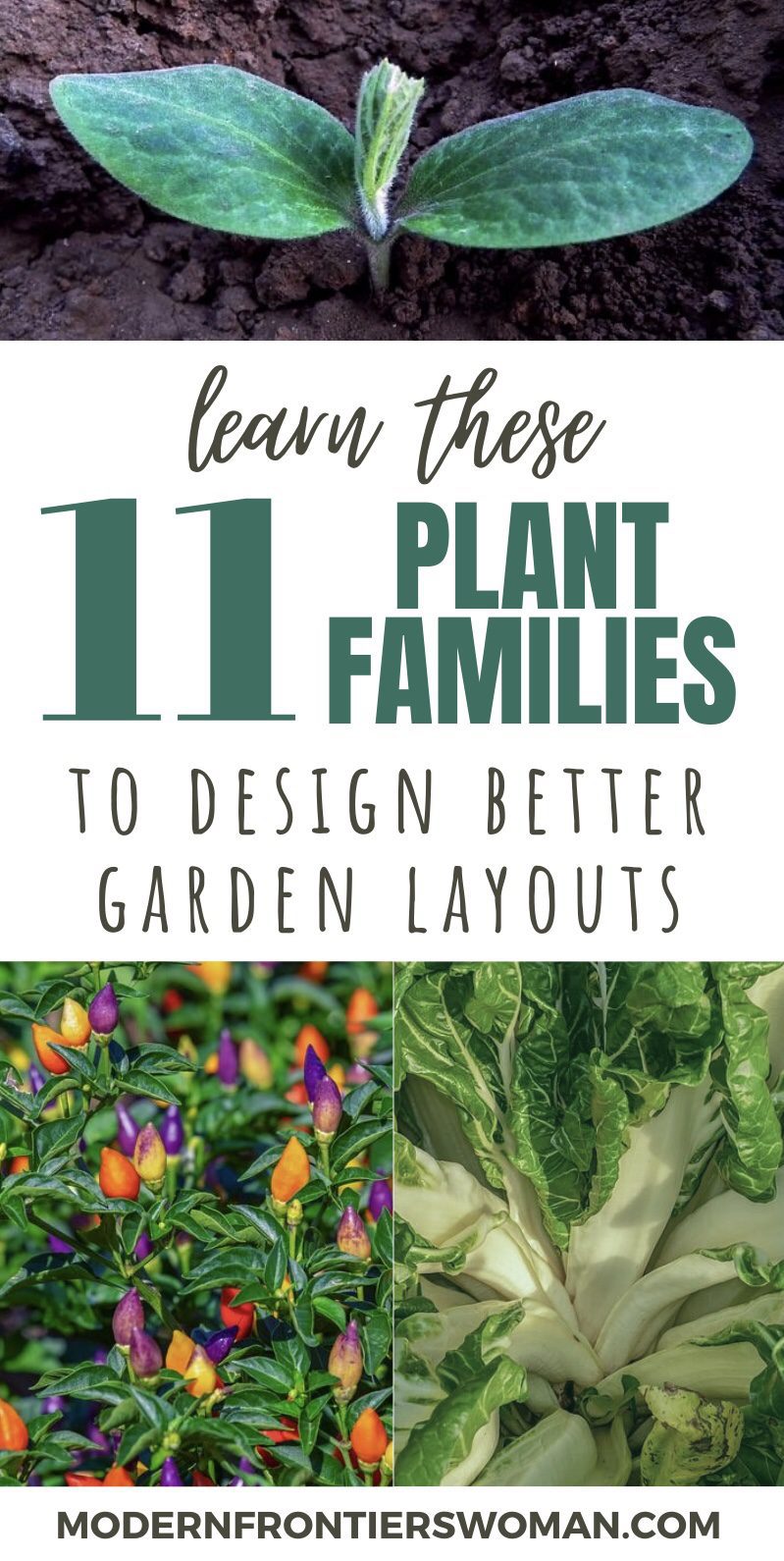Unlock the Secrets to a Perfect Garden Layout! (A Reference Tool for Gardeners) 27 Learn These 11 Plant Families to Design Better Garden Layouts Unlock the Secrets to a Perfect Garden Layout! (A Reference Tool for Gardeners)