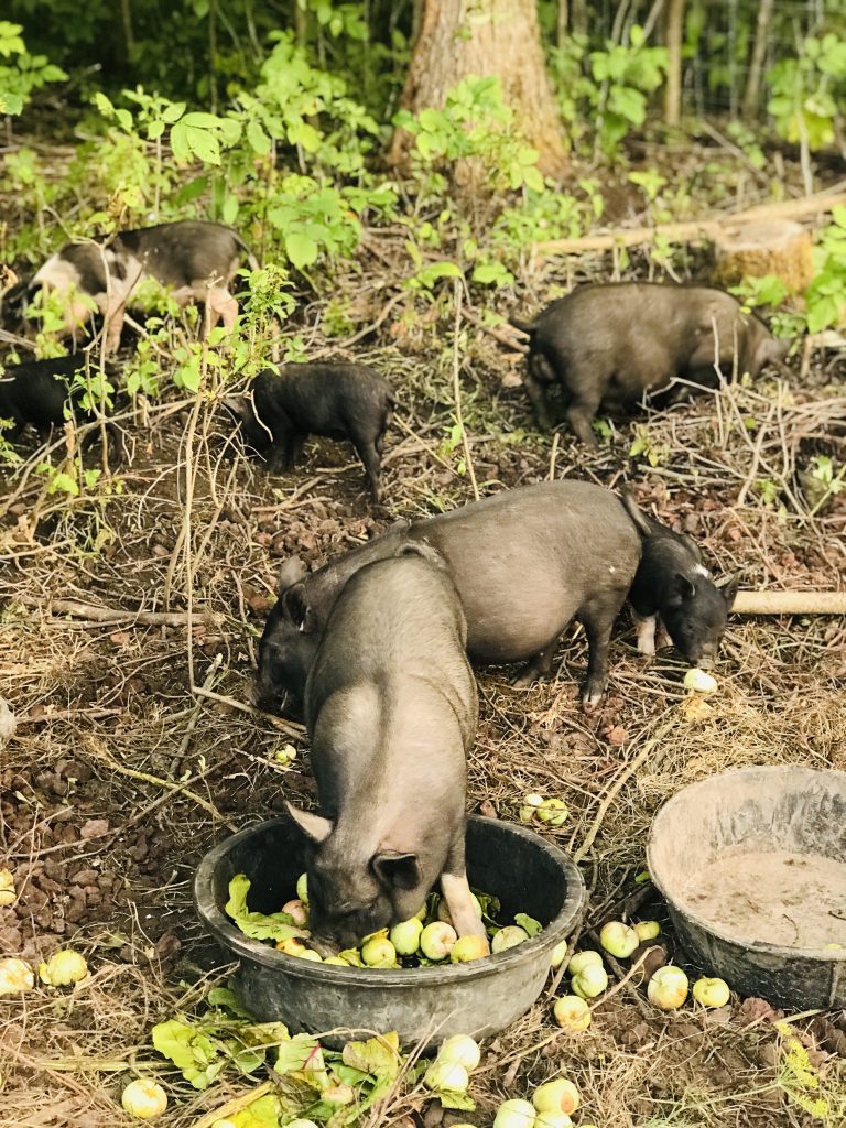 American Guinea Hogs Choosing the Right Pig Breed for your Homestead