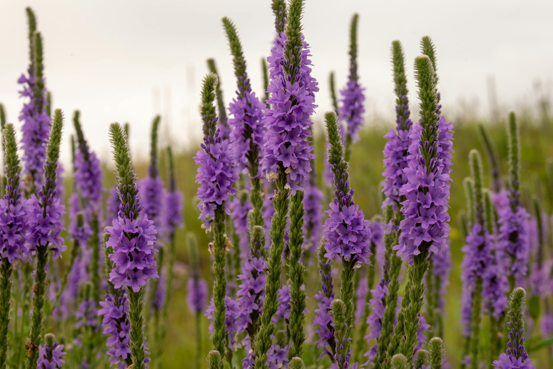close up photo of purple flowers Happy Tea: Uplifting Herbs for the Winter Blues