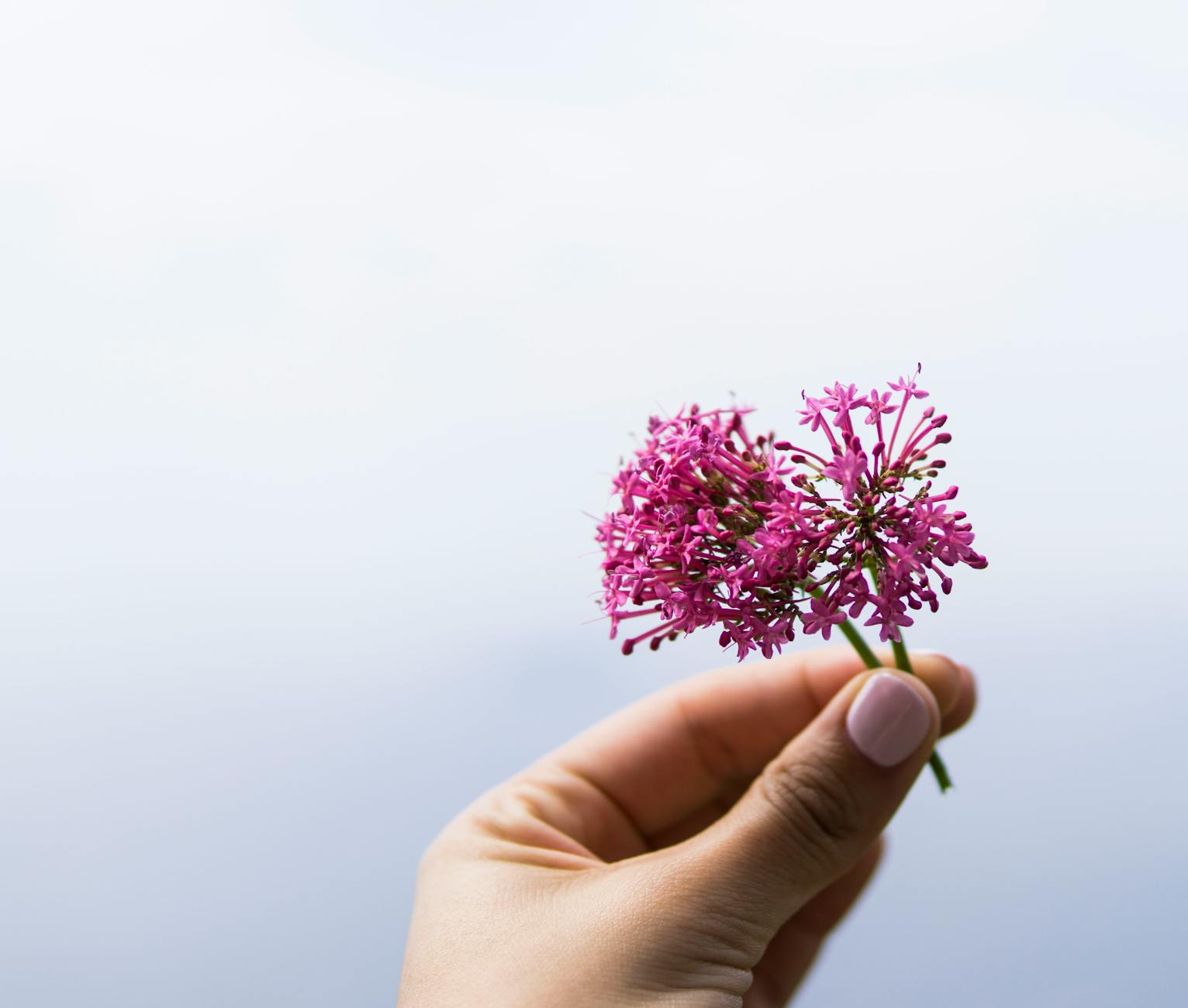 person holding purple petaled flowers Happy Tea: Uplifting Herbs for the Winter Blues